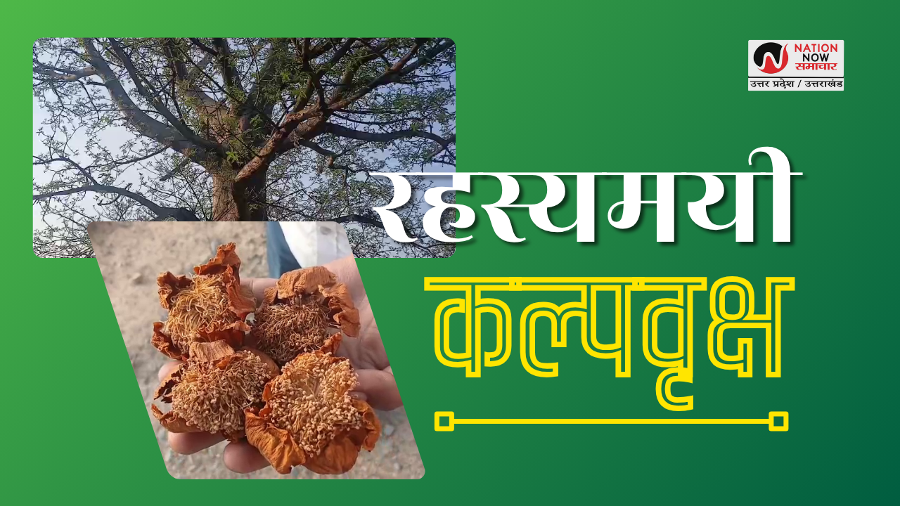 KALPVRIKSHA TREE IN INDIA
