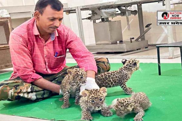 ETAWAH SAFARI LEOPARDS