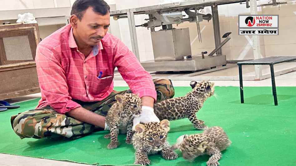 ETAWAH SAFARI LEOPARDS