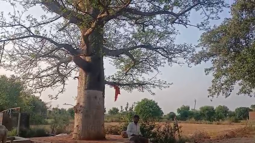 Kalpvriksha tree in India