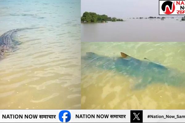 हमीरपुर- यमुना और बेतवा की बाढ़ में आया मगरमच्छ साथ ही दिखाई दी विशालकाय मछली का वीडियो वायरल