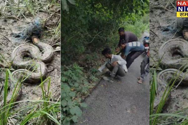 पीलीभीत के खेत में अजगर निकला, ग्रामीणों में मची दहशत