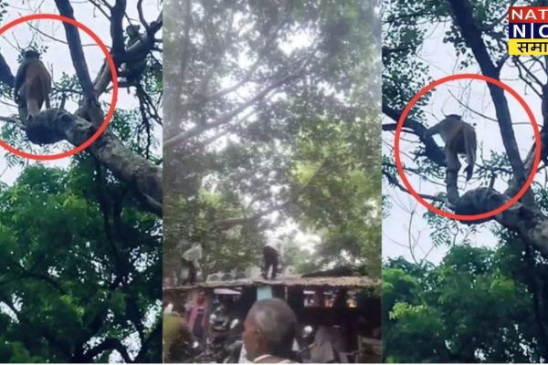 औरैया: तहसील परिसर में बंदरों का आतंक, नोट उड़ाकर मचाई अफरा-तफरी