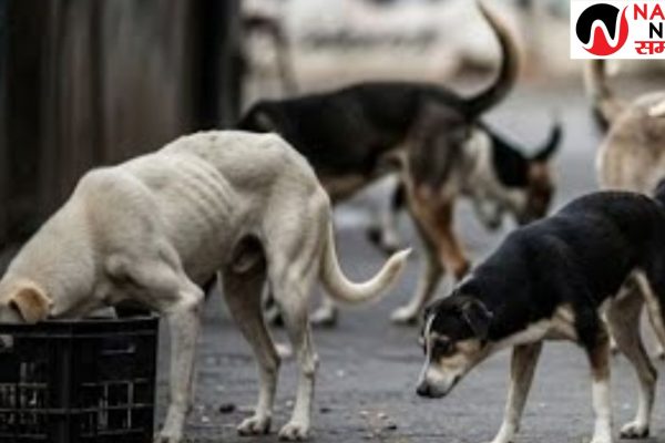 आवारा कुत्तों पर SC के आदेश का दिल्ली-NCR में कैसे होगा पालन?