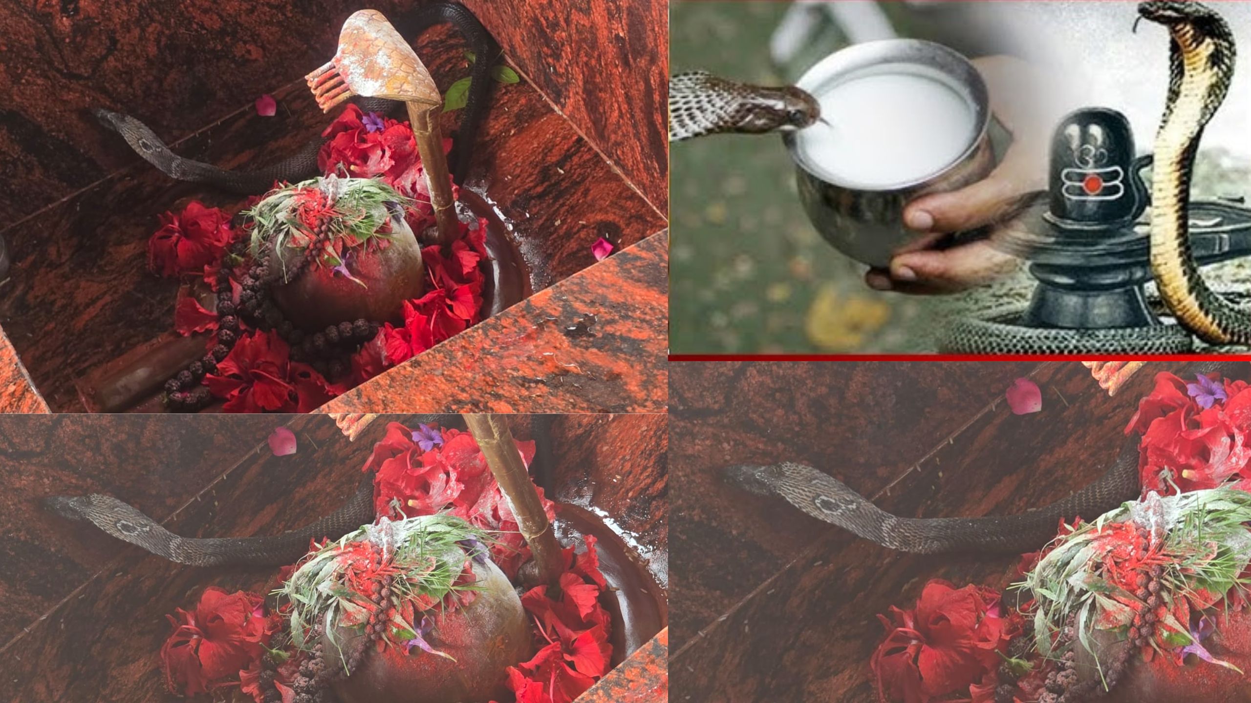 शिवलिंग पर साक्षात नाग देवता के दर्शन | हाजीपुर वरना जैथरा शिव मंदिर में चमत्कार