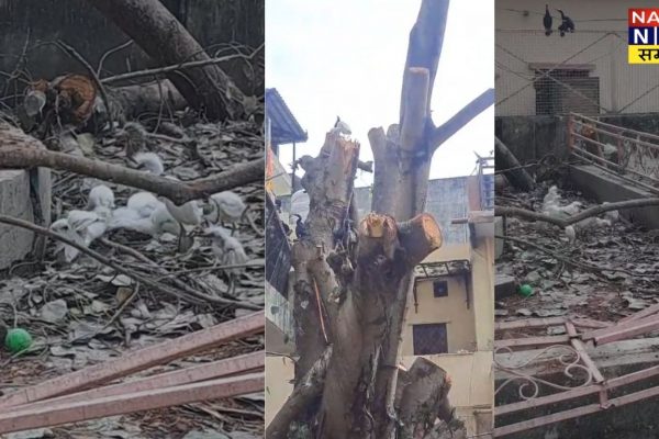 पीपल के पेड़ की डाली काटने से पक्षियों की मौत, 7 गिरफ्तार पीपल के पेड़ की डाली काटने से पक्षियों की मौत, 7 गिरफ्तार