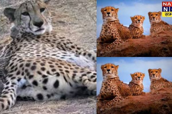 Shifting of 'Dheera' from Gandhi Sagar Sanctuary in Madhya Pradesh to Kuno, the number of cheetahs now stands at three.