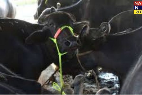 कानपुर देहात: जैसलपुर गांव में किसान की भैंस ने एक साथ दो बच्चों को जन्म दिया