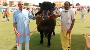 8 करोड़ का ‘विधायक’ बना मेरठ किसान मेले का आकर्षण, खाता है काजू-बादाम और कमाता है लाखों 8 करोड़ का 'विधायक' बना मेरठ किसान मेले का आकर्षण, खाता है काजू-बादाम और कमाता है लाखों