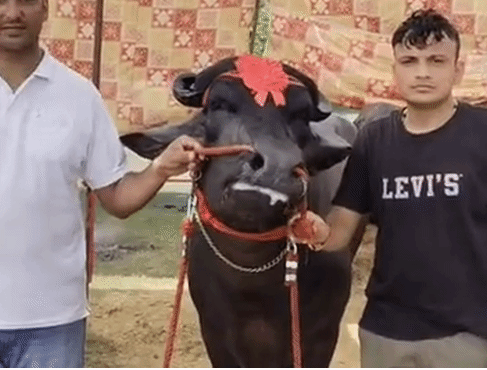 8 करोड़ का 'विधायक' बना मेरठ किसान मेले का आकर्षण, खाता है काजू-बादाम और कमाता है लाखों 4 image 171 3