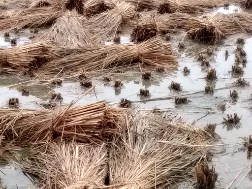 कानपुर देहात में बेमौसम बारिश से तबाही,धान, आलू और लाही की फसलें पानी में डूबीं, किसानों ने मांगा मुआवजा 2 image 381 1