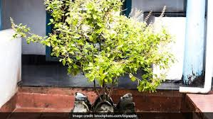 गुरुवार को हल्दी के ये उपाय दिलाएंगे धन लाभ और विष्णु-लक्ष्मी की कृपा 4 image 411 3