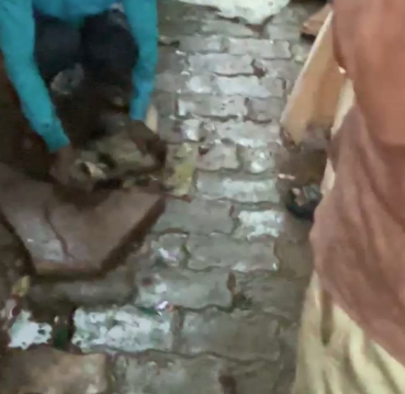 औरैया सोशल मीडिया पर जंगली जानवर दिखा तो मचा हड़कंप, वन विभाग ने कवर बिज्जू को सुरक्षित पकड़ा 4 image 3