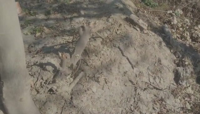 सीतापुर में उद्योगपतियों के आगे क्यों नतमस्तक हो जाता है वन विभाग? धरनाग में प्लाटिंग के नाम पर पेड़ों की कटाई का आरोप