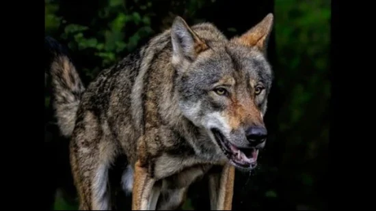 बहराइच में भेड़ियों का आतंक: आंगन से मासूम को उठा ले गया आदमखोर, पीछा करने पर झाड़ी में छोड़कर भागा 2 image 167 1