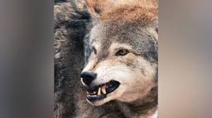 बहराइच में भेड़ियों का आतंक: आंगन से मासूम को उठा ले गया आदमखोर, पीछा करने पर झाड़ी में छोड़कर भागा 3 image 168 2