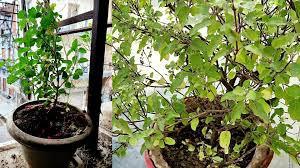 Tulsi Plant Care in Winter: सर्दियों में तुलसी का पौधा हरा-भरा रखने के आसान उपाय