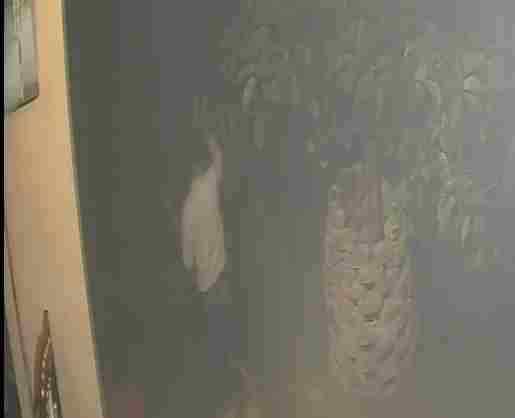 कानपुर देहात में मंदिर तोड़ने का प्रयास, पुजारी पर पत्थर से हमला