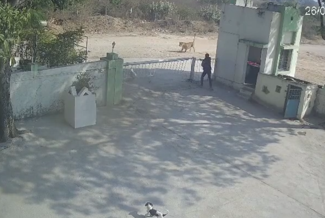 जूनागढ़ में फैक्ट्री गेट तक दौड़ा शेर, कुत्तों का पीछा करते चौकीदार बाल-बाल बचा