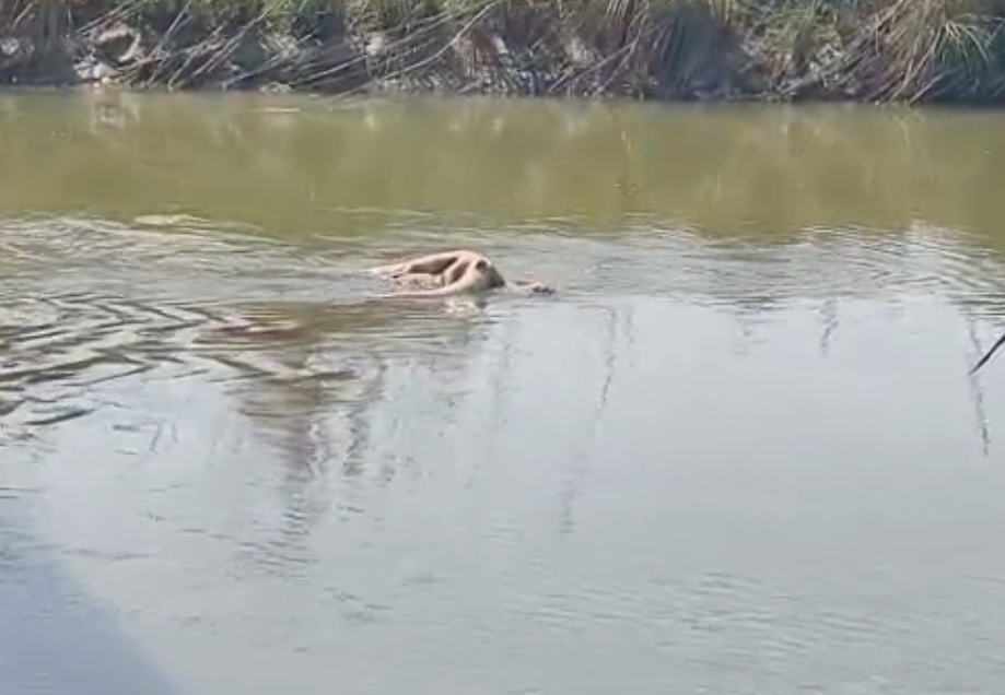 औरैया: गंग नहर में मगरमच्छ मिलने से मच गया हड़कंप