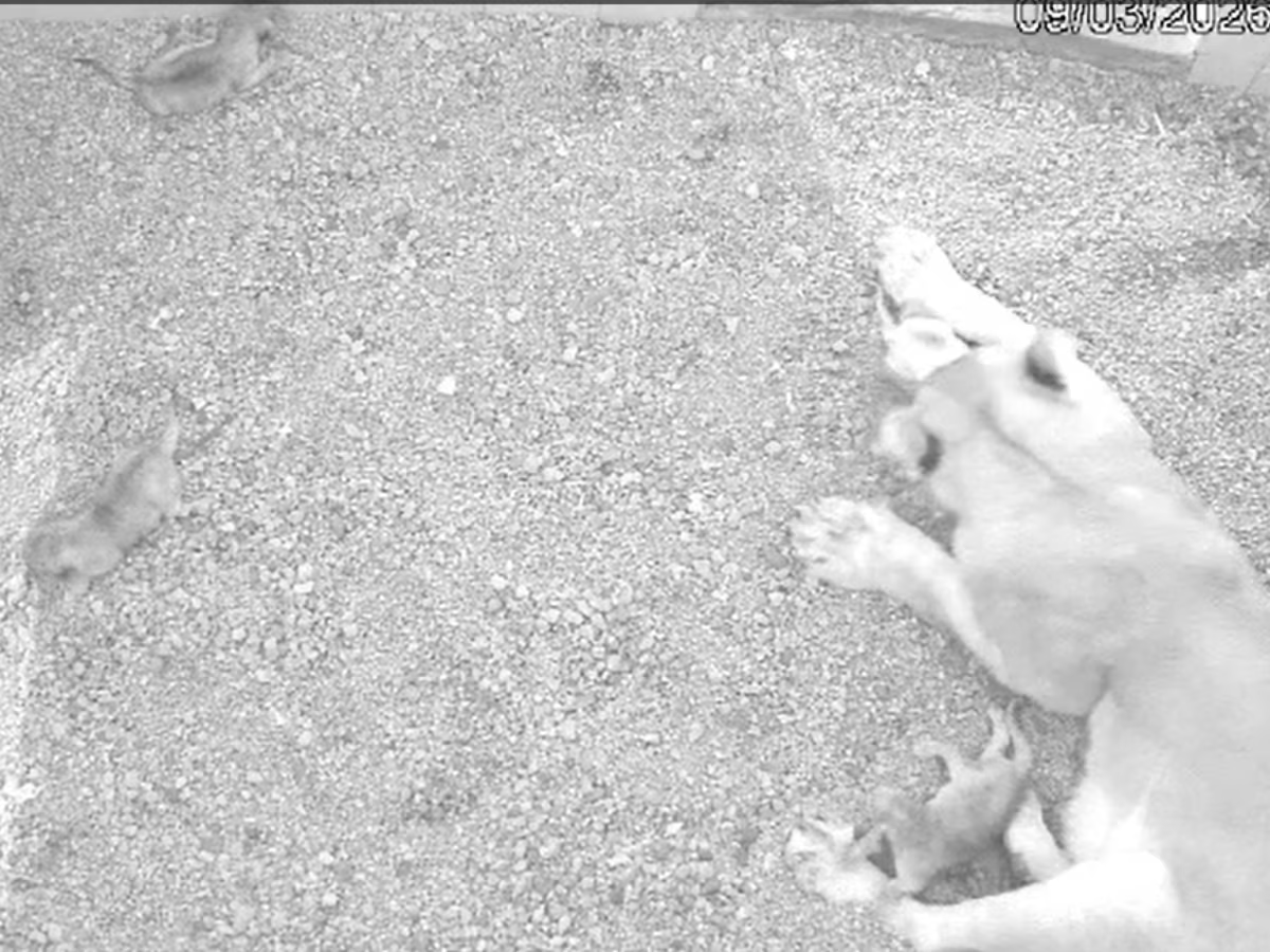 इटावा लॉयन सफारी से खुशखबरी: शेरनी नीरजा ने 4 शावकों को दिया जन्म, बढ़ी एशियाटिक शेरों की संख्या