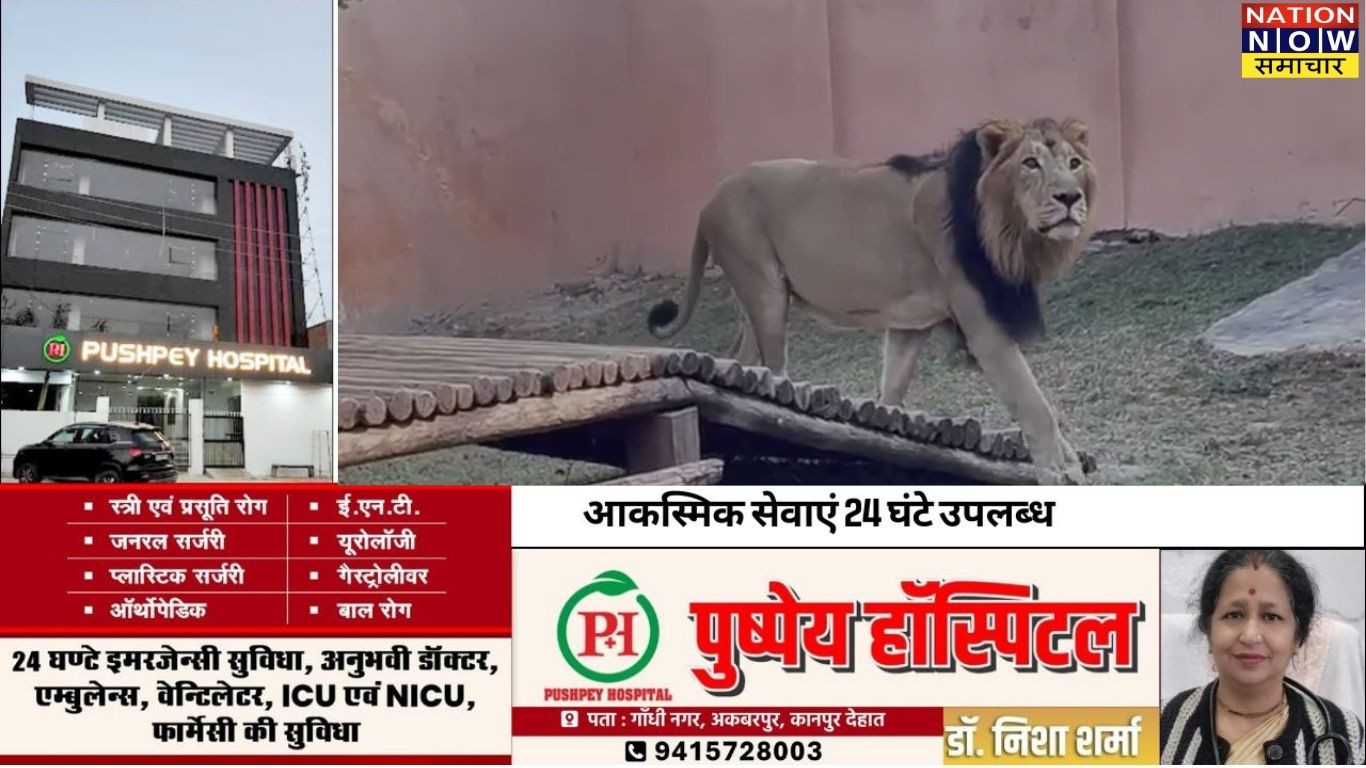 इटावा सफारी के सिंबा-सुल्तान के लिए दुल्हन की तलाश पूरी! सुधा शेरनी बनेगी दुल्हनिया; रोहतक और गुजरात जू से होगा 'रिश्ता