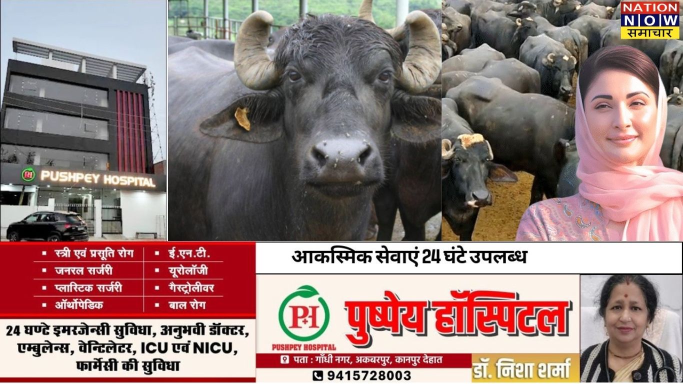 Punjab Pakistan cow buffalo tax: